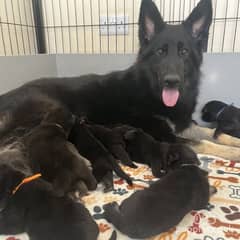 Black shepherd pups