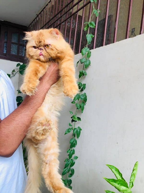 persian,peki,piki face stud male 0