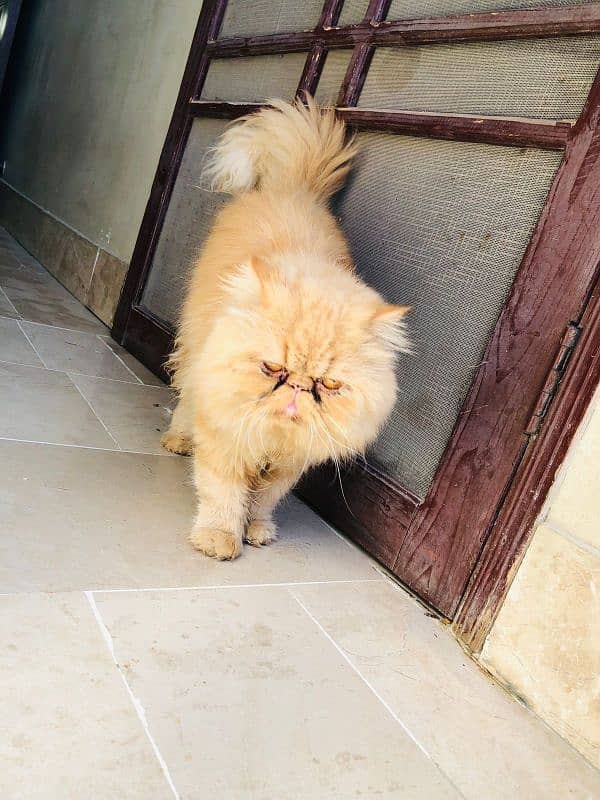 persian,peki,piki face stud male 4