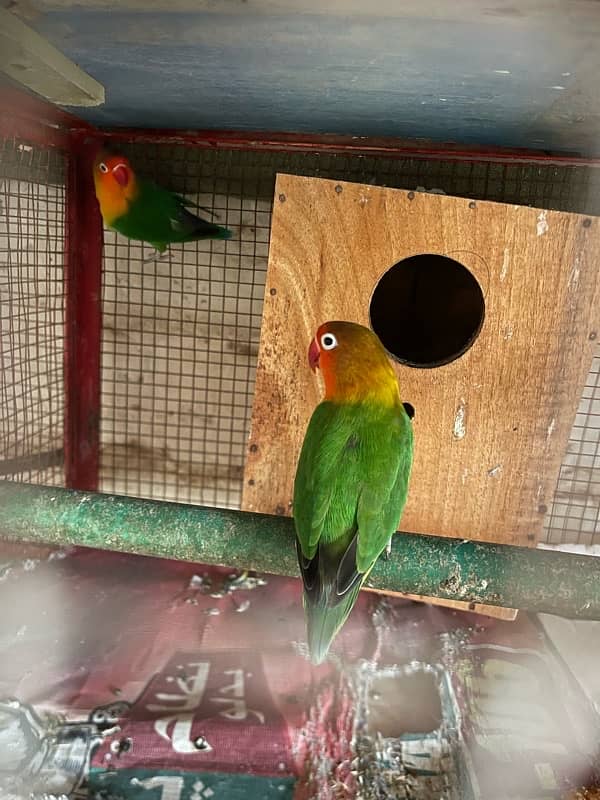 BREEDING PAIR FOR SALE 0