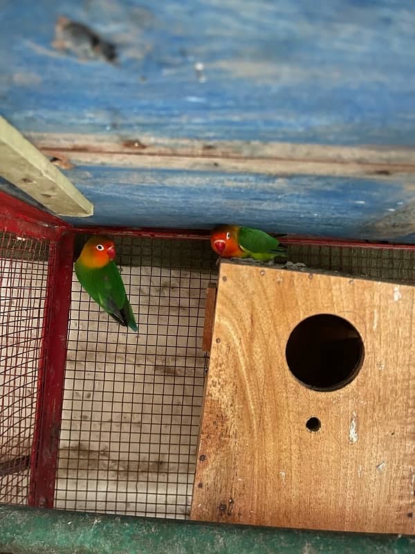 BREEDING PAIR FOR SALE 1