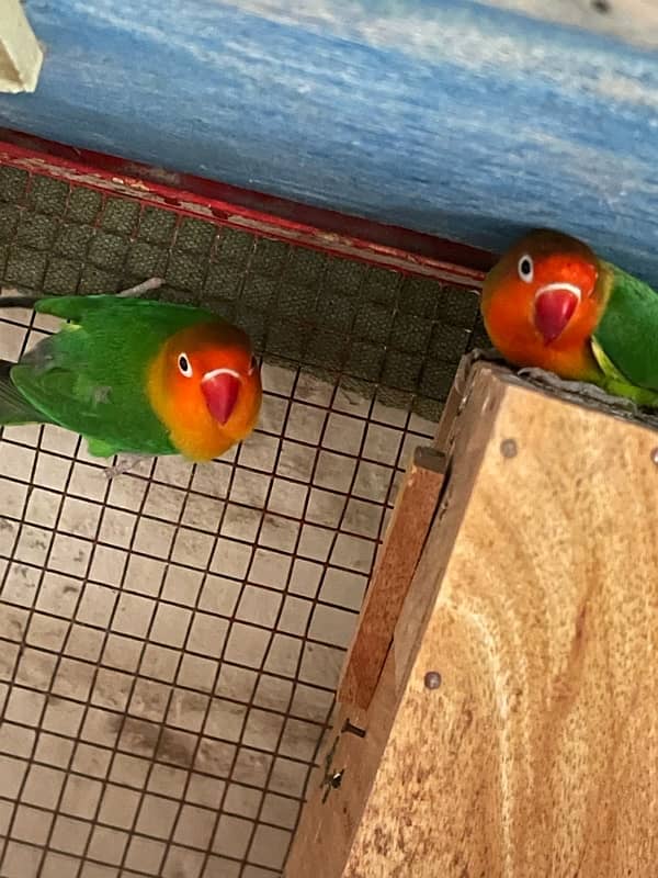 BREEDING PAIR FOR SALE 3