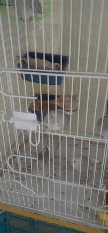 fawn dove and diamond dove pair for sale 0