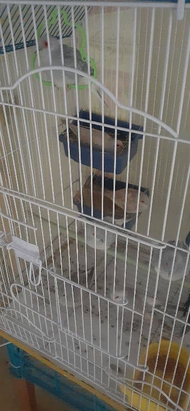 fawn dove and diamond dove pair for sale 2