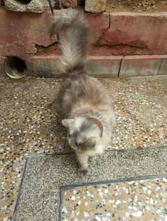 red eye Persian cat with grey hairs