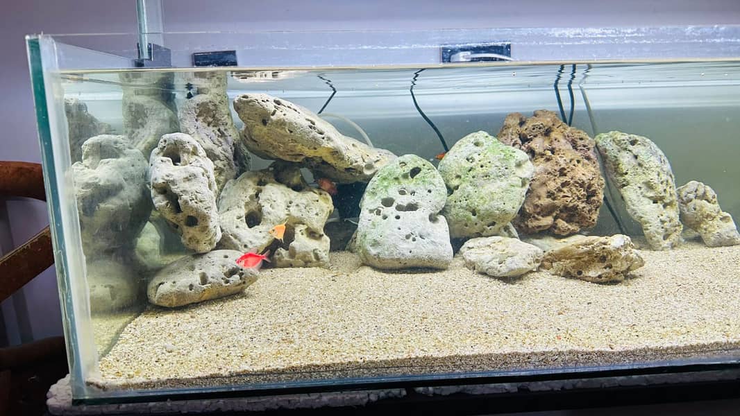 Large Fish Aquarium for sale at low price 8