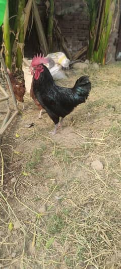 Australorp