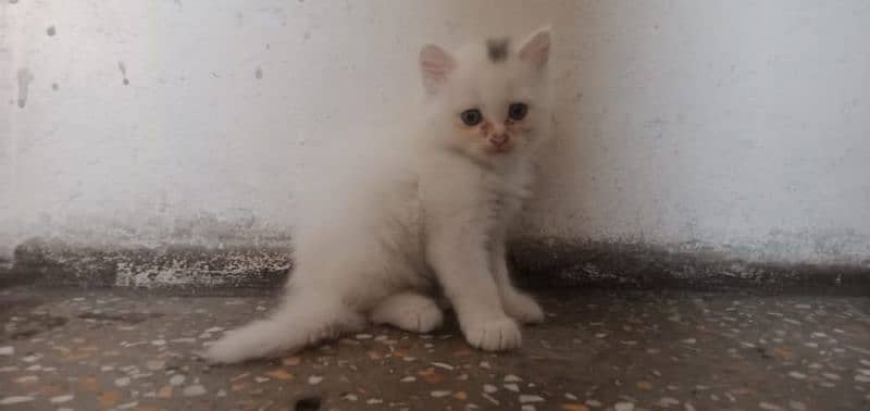 white kitten /kitten/ triple coated /white kitten baby 2