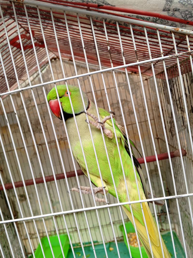 Sindhi parrot 2