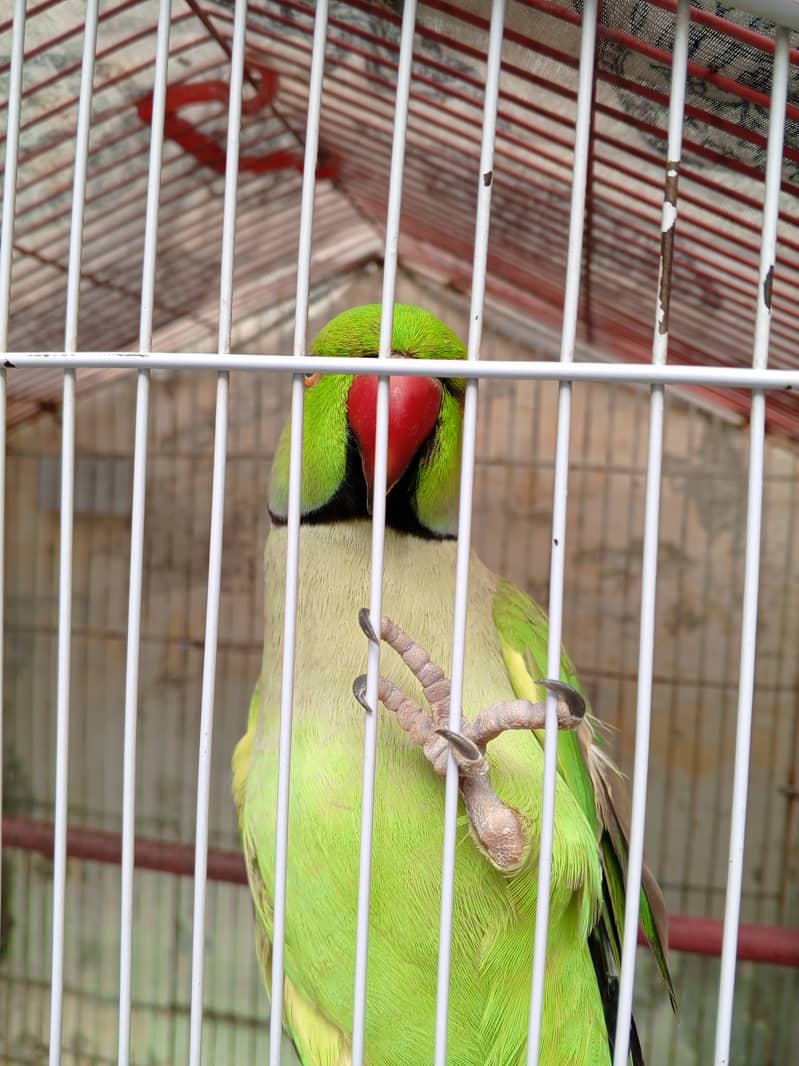 Sindhi parrot 4