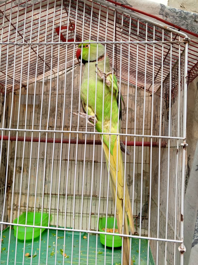 Sindhi parrot 5