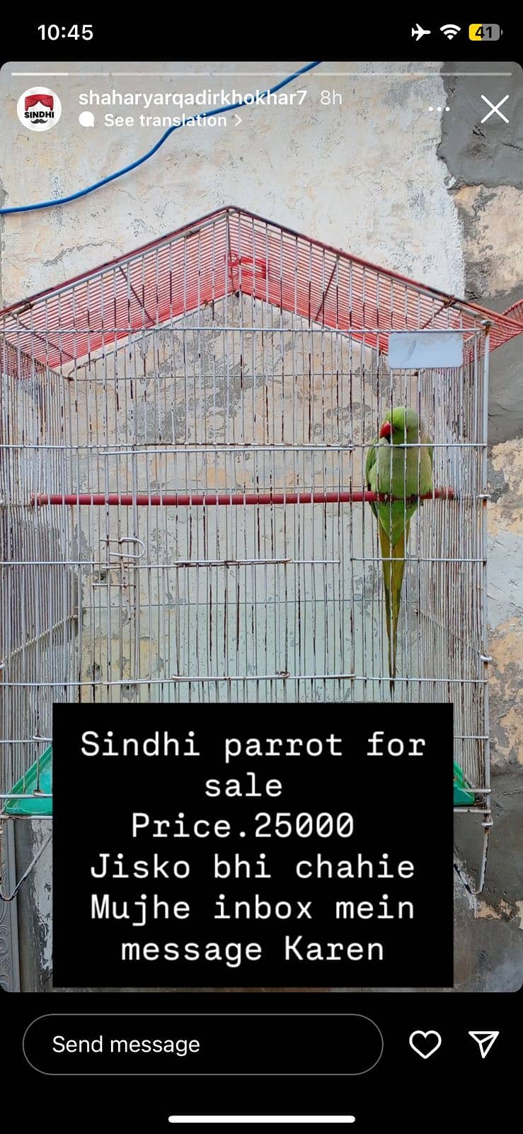 Sindhi parrot 6