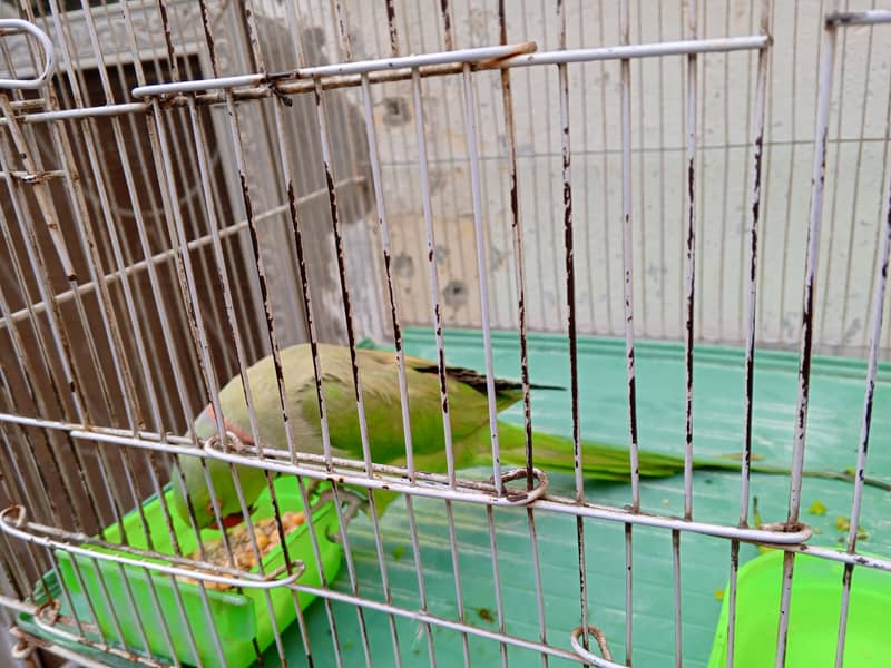 Sindhi parrot 8