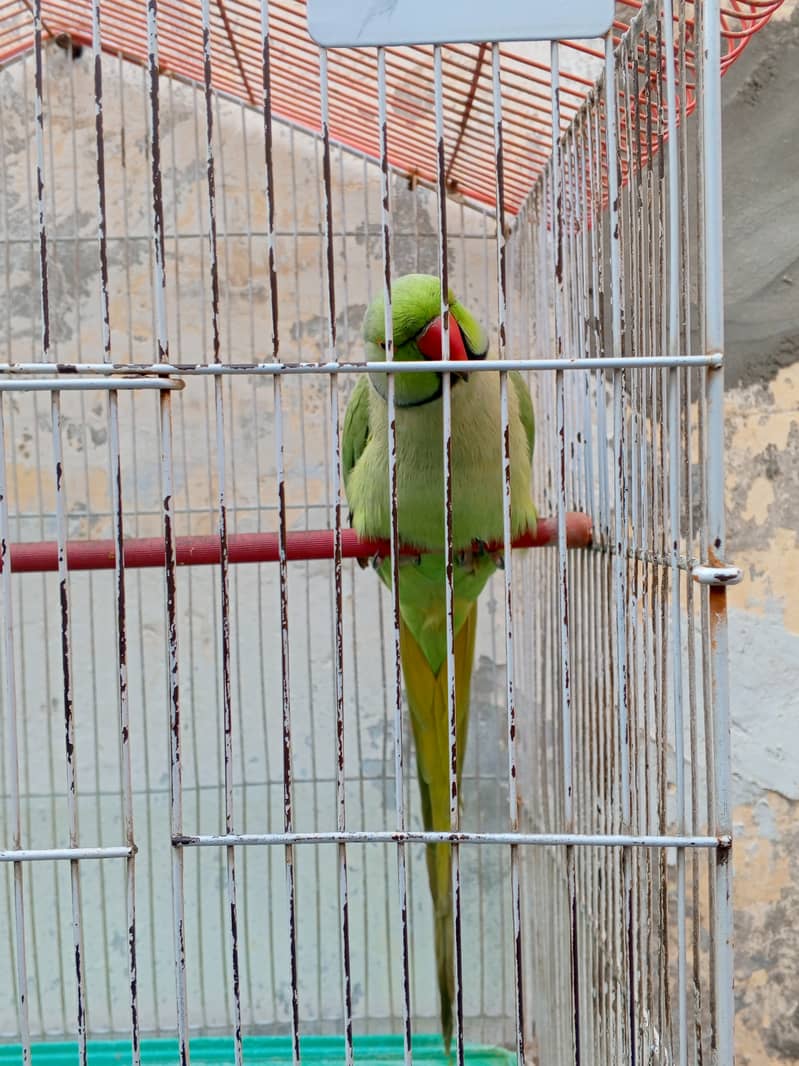 Sindhi parrot 10