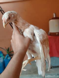 parrot beak cross female Long tail yellow NOK nalli aseel Heera