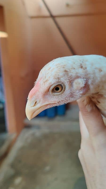 parrot beak cross female Long tail yellow NOK nalli aseel Heera 1