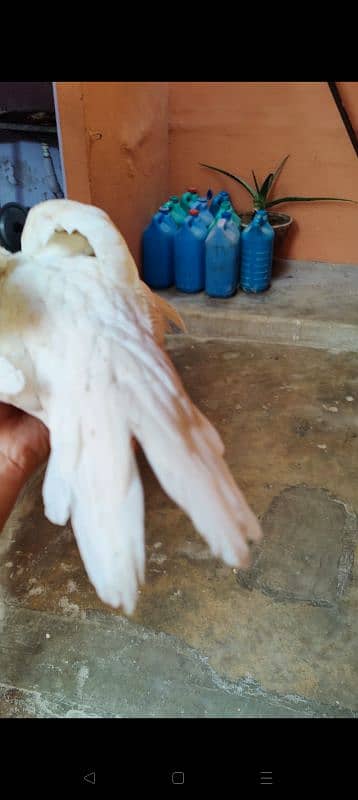 parrot beak cross female Long tail yellow NOK nalli aseel Heera 2