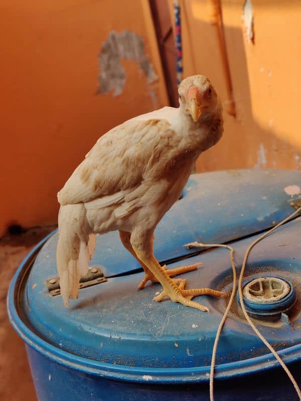 parrot beak cross female Long tail yellow NOK nalli aseel Heera 3