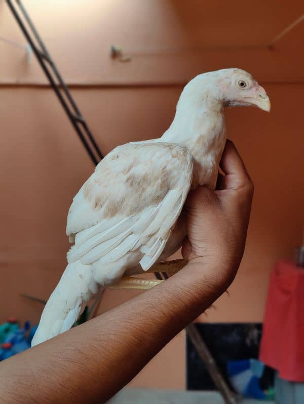 parrot beak cross female Long tail yellow NOK nalli aseel Heera 4