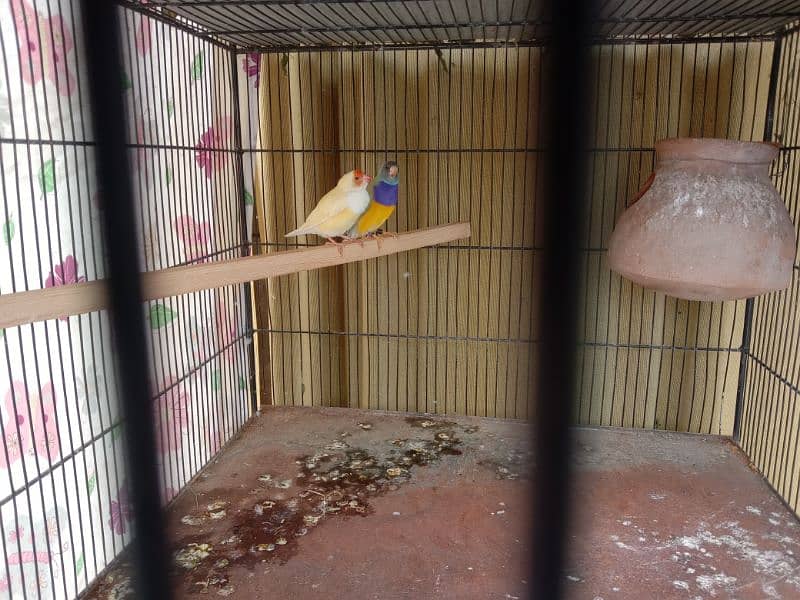 Exhibition gouldian split blue pair for sell 0