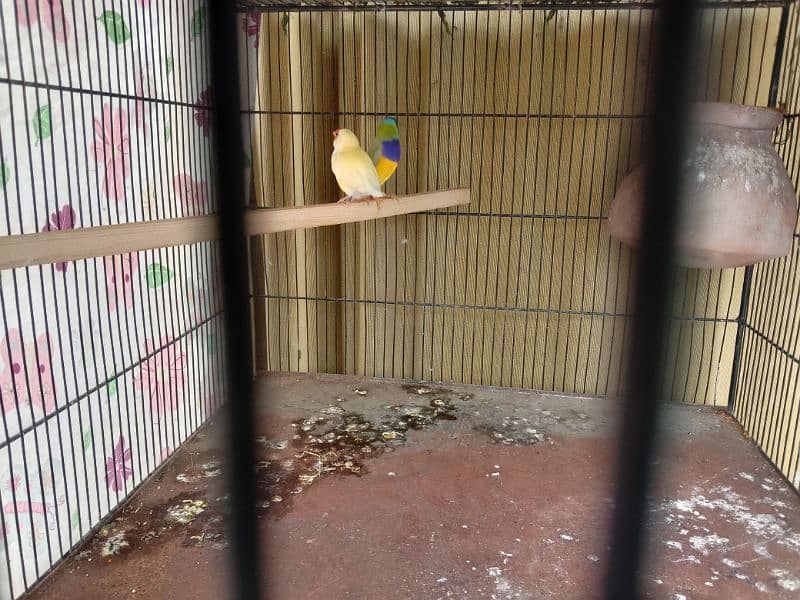 Exhibition gouldian split blue pair for sell 1