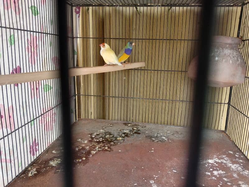 Exhibition gouldian split blue pair for sell 2