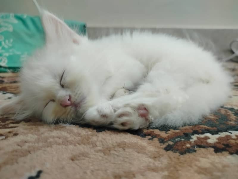 Cute Persian Kitten with Blue Eyes | Playful 1