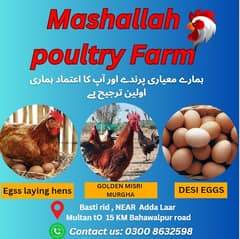 Golden Misri | Silver Golden |Hens |Murgiya |مرغیاں | eggs laying hens