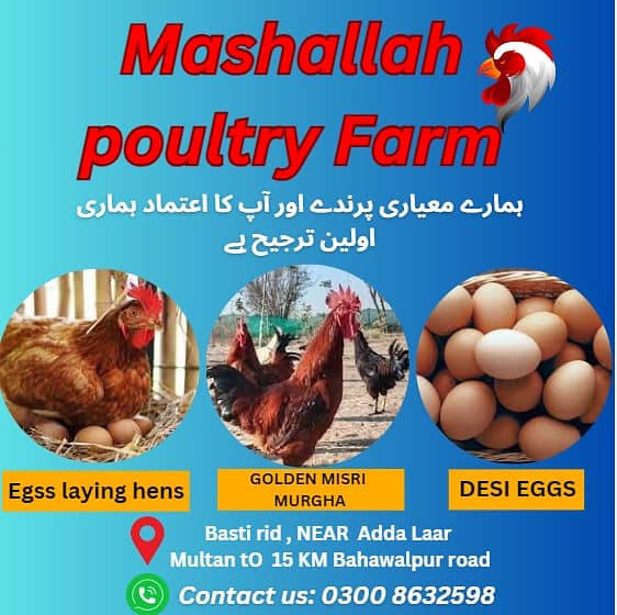 Golden Misri | Silver Golden |Hens |Murgiya |مرغیاں | eggs laying hens 0