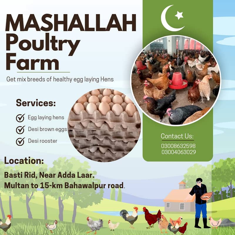 Golden Misri | Silver Golden |Hens |Murgiya |مرغیاں | eggs laying hens 7