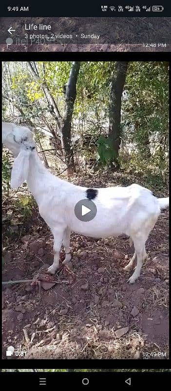 goat for sale 0