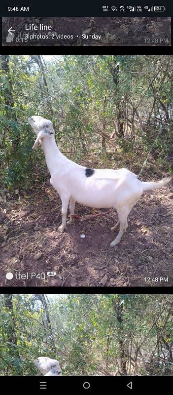 goat for sale 2