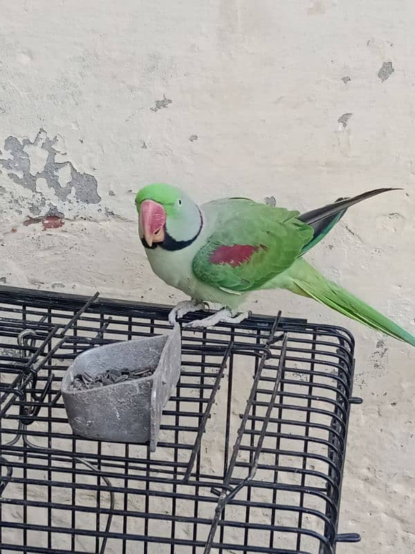 KASHMERI RAW PARROT BREEDER MALE 0