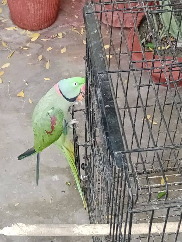 KASHMERI RAW PARROT BREEDER MALE 2