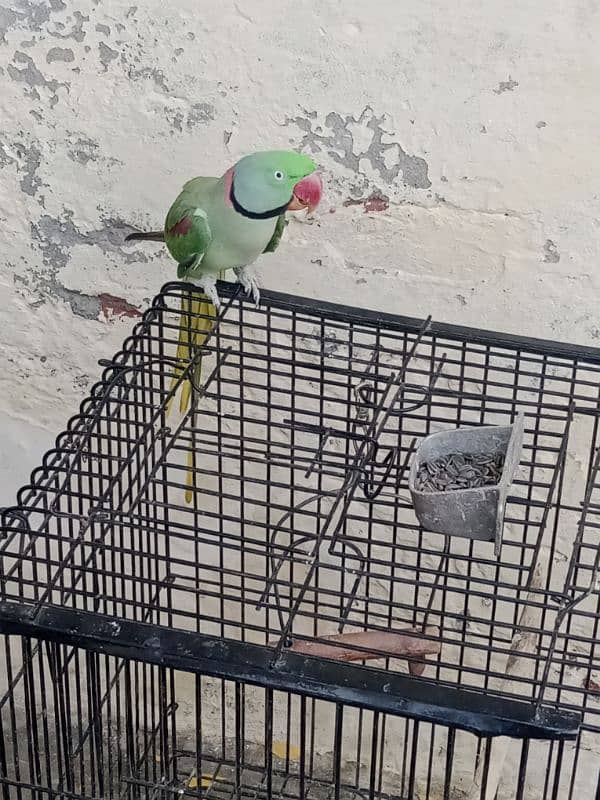 KASHMERI RAW PARROT BREEDER MALE 3