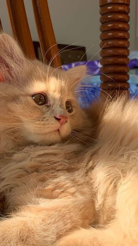 Adorable 7 Month Old Persian Kitten* 0