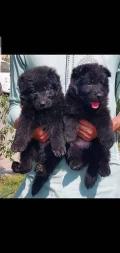 Black German shepherd proper long coat pair  age 2 months for sale