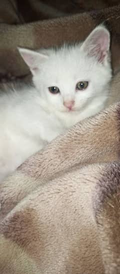 CUTE WHITE KITTENS FOR SALE!! with blue eyes