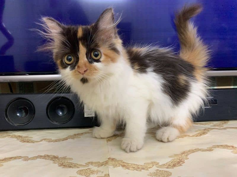 pure Persian kitten female colico color triple long cot age 55 days 0