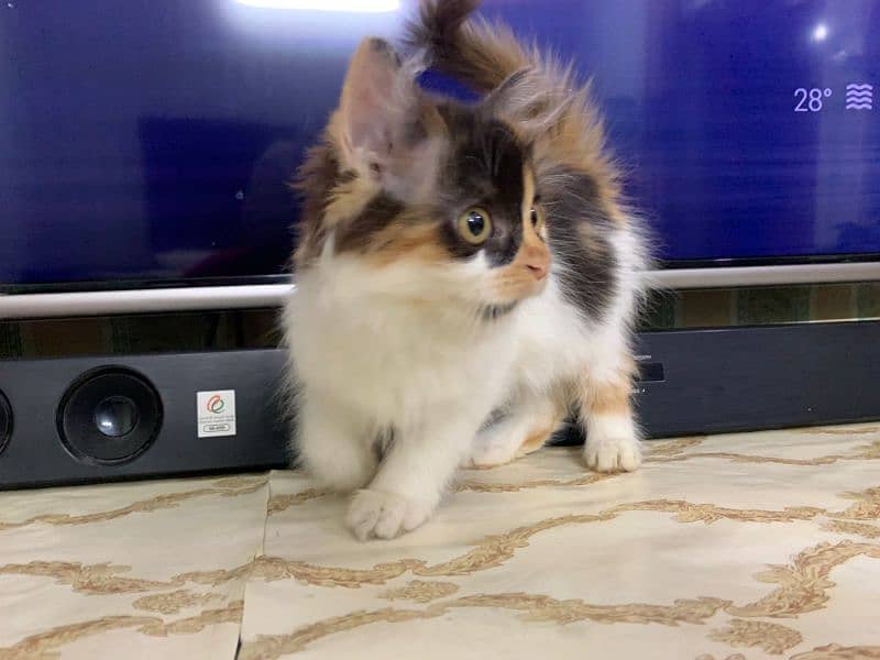 pure Persian kitten female colico color triple long cot age 55 days 1