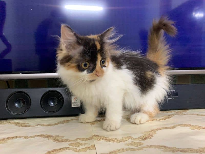 pure Persian kitten female colico color triple long cot age 55 days 2