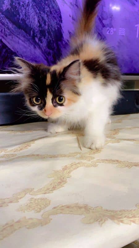 pure Persian kitten female colico color triple long cot age 55 days 3