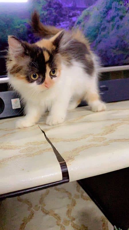 pure Persian kitten female colico color triple long cot age 55 days 4