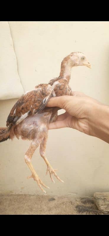 Jhageeri Chicks For sale 2