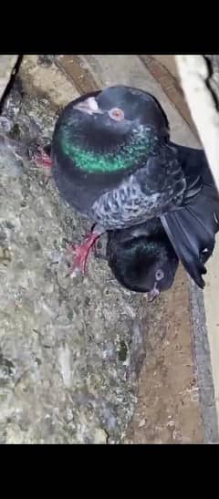 kasoori dab walay high flyer pair pigeons