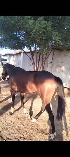 Thoro horses for sale