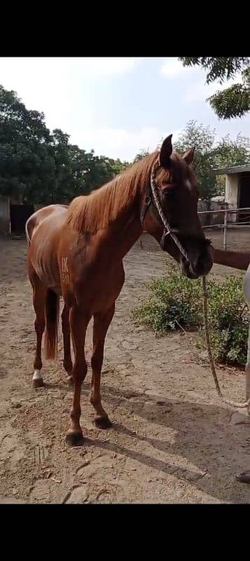 Thoro horses for sale 2