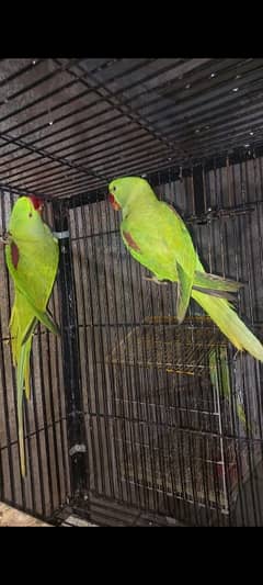 Parrots for sale