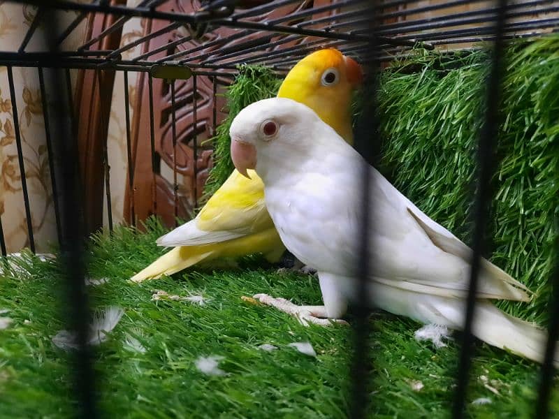 Albino Red Eye into Decino bounded pair available 0