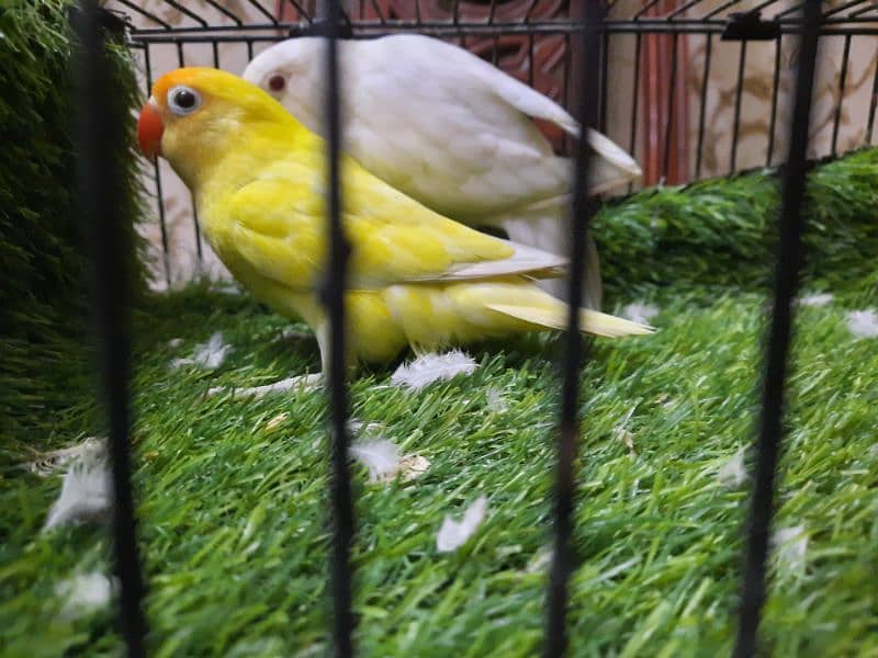 Albino Red Eye into Decino bounded pair available 2